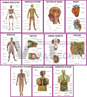 HUMAN ANATOMY (SET OF 11)